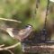 White-Crowned Sparrows visitng my feeders