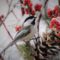 Winterberry birds
