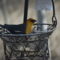 Yellow-headed Blackbird in feeder basket