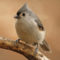 Tufted Titmouse greets the dawn