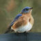 Eastern Bluebird Male at bird bath