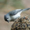 Tufted Titmouse on seed bell