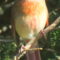 Male Cardinal Displaying  Leucistic Coloration