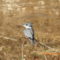 Belted Kingfishers at my pond