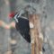 Pileated woodpecker at suet feeder