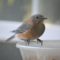 Bluebirds wintered over in Maine