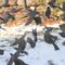 Very Large Flock of Blackbirds