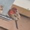 House Finch at sunflower seed feeder