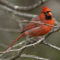Northern Cardinal with possible eye disease and plumage abnormality