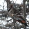 Variations of Northern Flickers