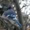 Bluejays in our backyard