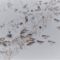 Snow Buntings in the snow