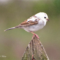 Leucistic Chipping Sparrow