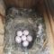 6 chickadee eggs