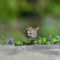 Song sparrow enjoying suet under feeder