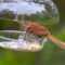 Brown Thrasher moving from appetizers to the main meal of earthworms in the leaf litter