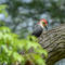 Suet-eating Red-bellied Woodpecker