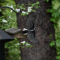 Flying Hairy Woodpecker