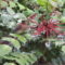 Cedar waxwings with mahonia