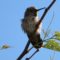 Young Male Costas Hummingbird