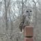 Barred Owl On Deck
