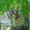 Baby Downy woodpecker