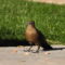 Female Great-tailed grackle