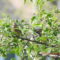 Cedar Waxwings At  Apple Tree Blossoms