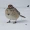 First Spring American Tree Sparrow Sighted