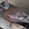 Gray Crowned Rosy Finch