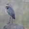 Great Blue Heron @ Indian Kill Reservoir – Tuxedo, NY