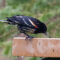 Unusual plumage on this red-winged nblackbird