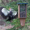 Woodpeckers near the feeders