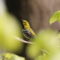 Beautiful Black-throated Green Warbler