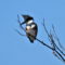 Belted Kingfisher High In A Tree