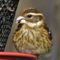 Female Rose-breasted Grosbeak