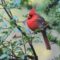 Cardinals are a daily visitor tot he seed feeder