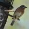 Eastern Bluebird continues to come to the Feeders