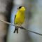 Goldfinch in full color