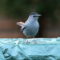 Migration is Marvelous: Gray Catbird!