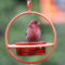 Ring Around the House Finch