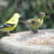 American Goldfinches Diseasesd