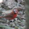 Feather loss on head of Northern Cardinal