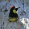 Acorn Woodpecker in nest hole