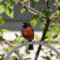 Migration is Marvelous: Orchard Oriole!