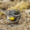First sighting of a Yellow-rumped Warbler this spring!