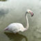 Flamingo in S. France