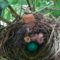 catbird nest June 14, 2020