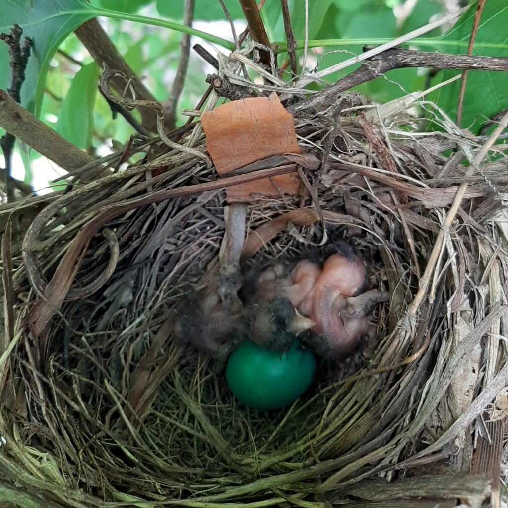 gray catbird nestlings        <h3 class=