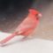 Faithful Cardinal